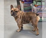 Small #1 French Bulldog