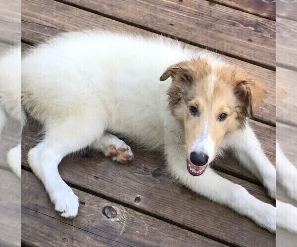 Medium Photo #3 Collie Puppy For Sale in WILMINGTON, NC, USA