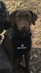 Father of the Chesapeake Bay Retriever puppies born on 08/20/2018