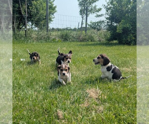 Medium Photo #4 Beagle Puppy For Sale in BRITTON, MI, USA