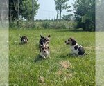 Small #3 Beagle