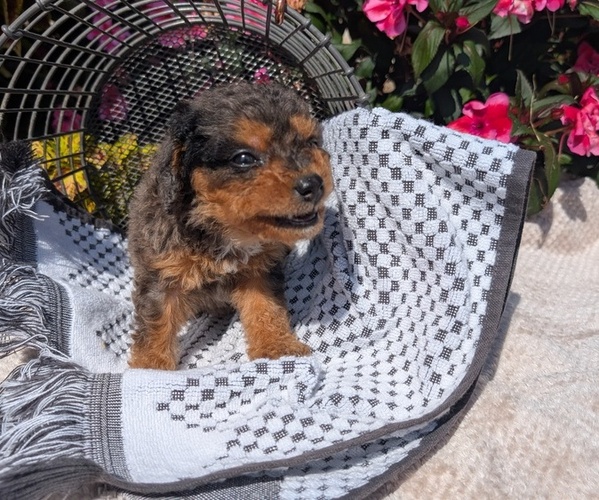 Medium Photo #7 Cavapoo Puppy For Sale in GOSHEN, IN, USA