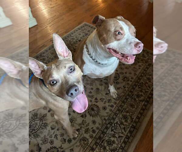 Medium Photo #6 Bulldog-Unknown Mix Puppy For Sale in Kennesaw, GA, USA