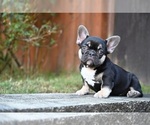 Puppy Puppy 4 French Bulldog