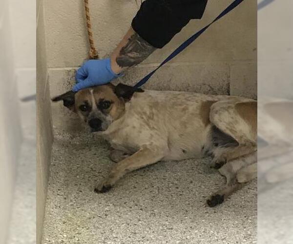 Medium Photo #1 Chihuahua-Unknown Mix Puppy For Sale in Conroe, TX, USA