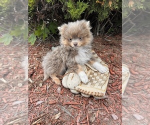 Pomeranian Puppy for sale in MIDDLEBURY, IN, USA