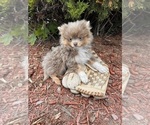 Image preview for Ad Listing. Nickname: Zeus