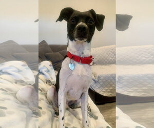 Rat Terrier-Unknown Mix Dogs for adoption in Oakhurst, NJ, USA