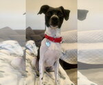 Small Rat Terrier Mix