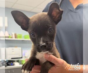 Mutt Dogs for adoption in Washington, DC, USA