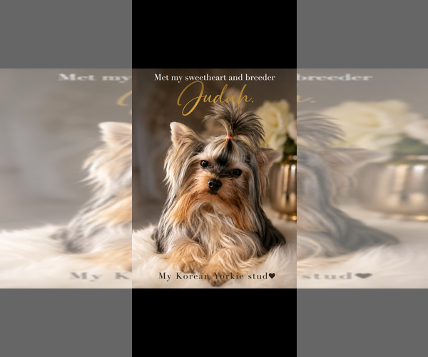 Medium Photo #1 Yorkshire Terrier Puppy For Sale in E FAYETTEVLLE, NC, USA