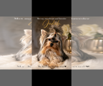 Small Photo #1 Yorkshire Terrier Puppy For Sale in E FAYETTEVLLE, NC, USA