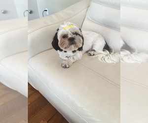 Shih Tzu Puppy for sale in CORONA, CA, USA