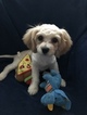 Small Photo #5 Cavachon Puppy For Sale in CHICAGO, IL, USA