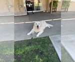 Small Photo #1 English Cream Golden Retriever Puppy For Sale in ATWATER, CA, USA