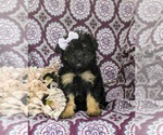 Small Photo #2 Pom-A-Poo Puppy For Sale in OXFORD, PA, USA