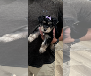 Snorkie Puppy for sale in TICKFAW, LA, USA