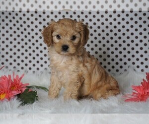 Cavapoo Puppy for sale in FREDERICKSBG, OH, USA