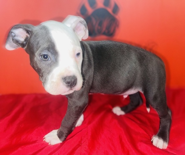 Medium Photo #1 American Pit Bull Terrier Puppy For Sale in TRENTON, NJ, USA