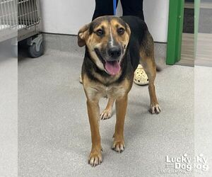 Retriever -Unknown Mix Dogs for adoption in Washington, DC, USA