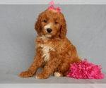 Small Photo #8 Goldendoodle Puppy For Sale in MILLERSBURG, OH, USA