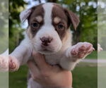 Small #1 Staffordshire Bull Terrier Mix
