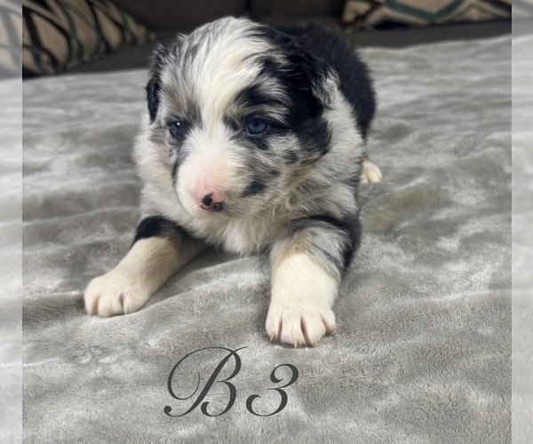 Medium Photo #19 Australian Shepherd Puppy For Sale in SALISBURY, NC, USA