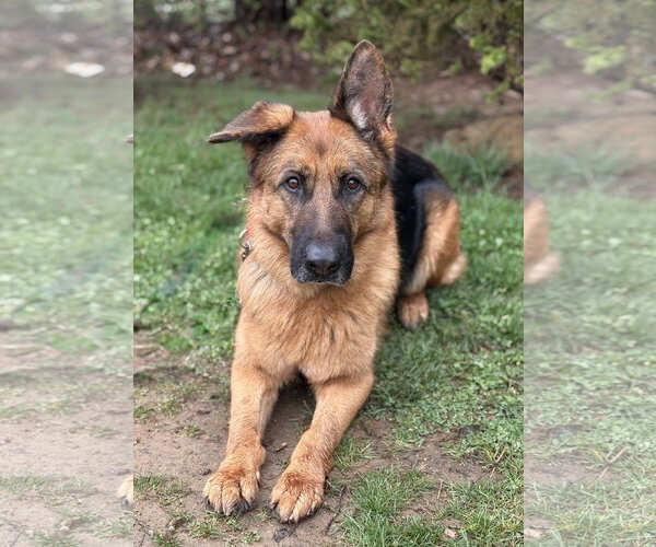 Medium Photo #4 German Shepherd Dog Puppy For Sale in Spring Lake, NJ, USA