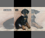 Lady - Female Doberman Pinscher Puppy for Sale - Photo #2