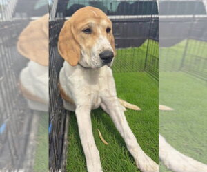 American Foxhound-Great Pyrenees Mix Dogs for adoption in Rustburg, VA, USA