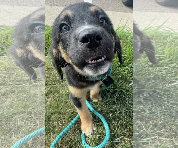 Medium Photo #1 Mutt Puppy For Sale in Germantown, OH, USA