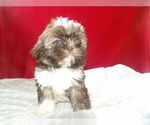 Small #1 Shih Tzu