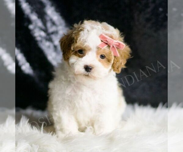 Medium Photo #6 Maltipoo Puppy For Sale in WARSAW, IN, USA