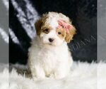 Small #5 Maltipoo