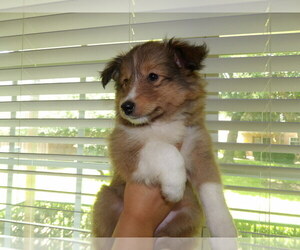 Medium Shetland Sheepdog