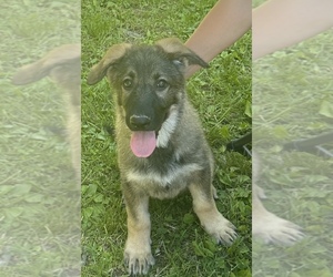 German Shepherd Dog Puppy for sale in WINDSOR LOCKS, CT, USA