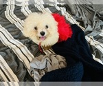 Puppy Miss Daisy Zuchon