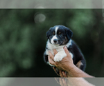 Small Photo #35 Australian Shepherd Puppy For Sale in ARODA, VA, USA