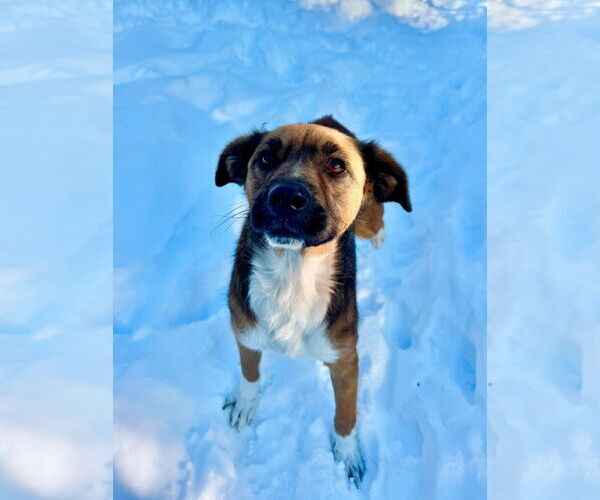 Medium Photo #8 Beagle-Unknown Mix Puppy For Sale in Germantown, OH, USA