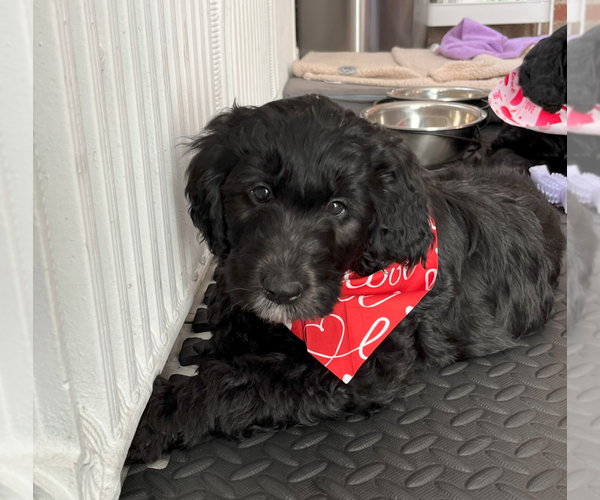 Medium Photo #2 Goldendoodle Puppy For Sale in MILLERSVILLE, MD, USA
