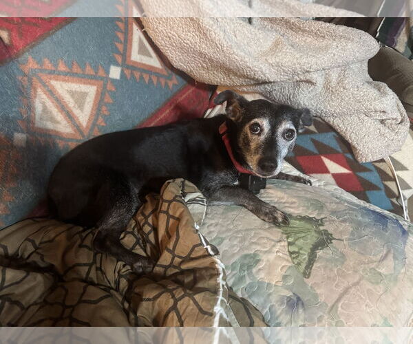 Medium Photo #1 Basset Hound-Unknown Mix Puppy For Sale in Middlesex, NC, USA