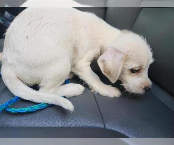 Medium Photo #1 Chihuahua-Miniature Schnauzer Mix Puppy For Sale in Houston, TX, USA