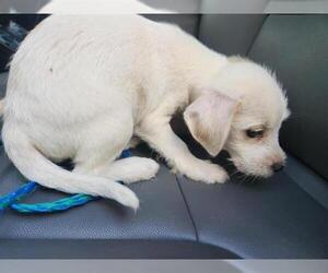 Chihuahua-Miniature Schnauzer Mix Dogs for adoption in Houston, TX, USA