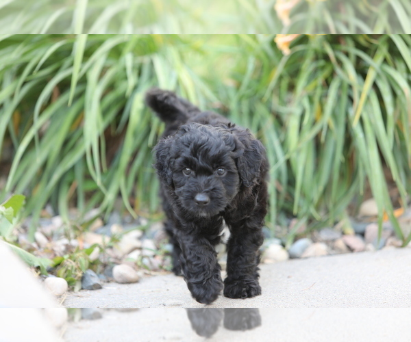 Medium Photo #3 Aussie-Poo Puppy For Sale in BELLE PLAINE, MN, USA