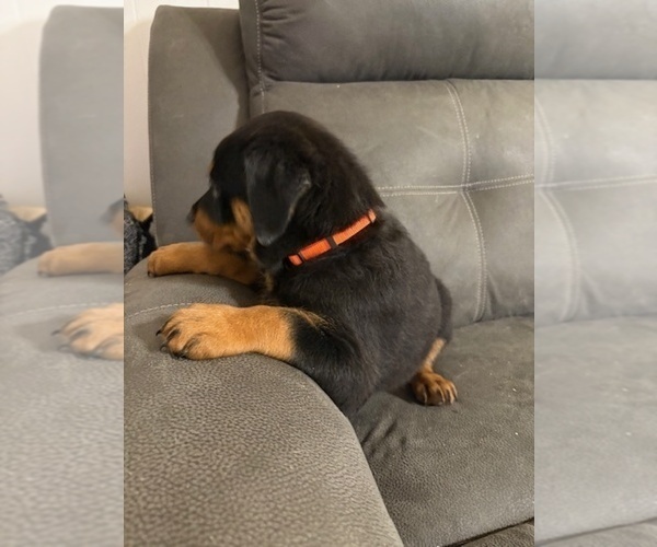 Medium Photo #2 Rottweiler Puppy For Sale in BEAUMONT, TX, USA