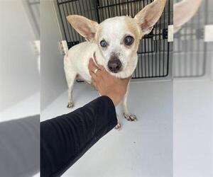 Chihuahua Dogs for adoption in Houston, TX, USA