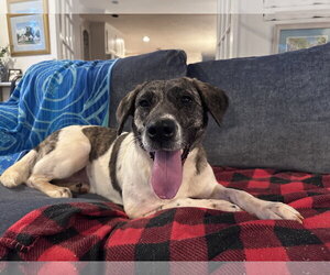Labrador Retriever-Unknown Mix Dogs for adoption in Hillsboro, NH, USA