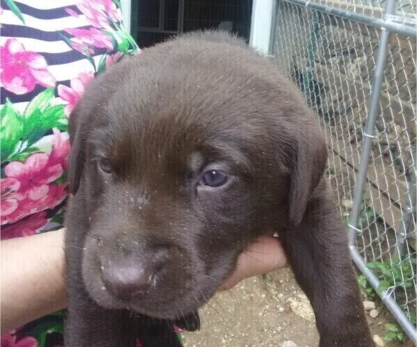 Medium Photo #8 Labrador Retriever Puppy For Sale in ATHOL, MA, USA