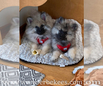 Small Photo #80 Keeshond Puppy For Sale in FAYETTEVILLE, TN, USA