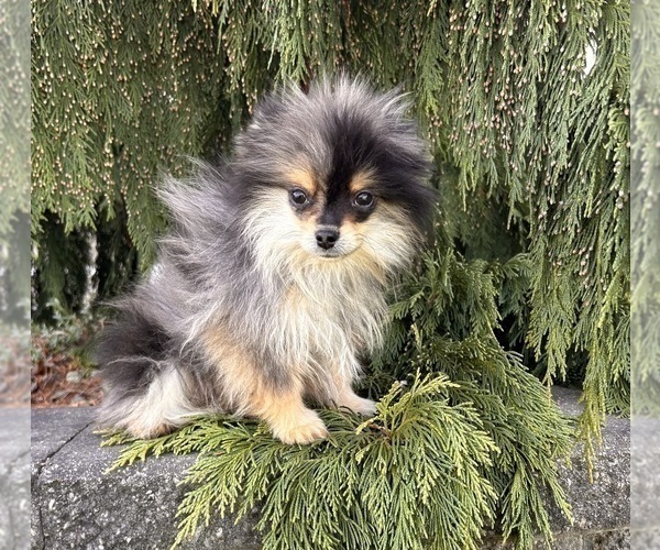 Medium Photo #3 Pomeranian Puppy For Sale in MIDDLEBURY, IN, USA